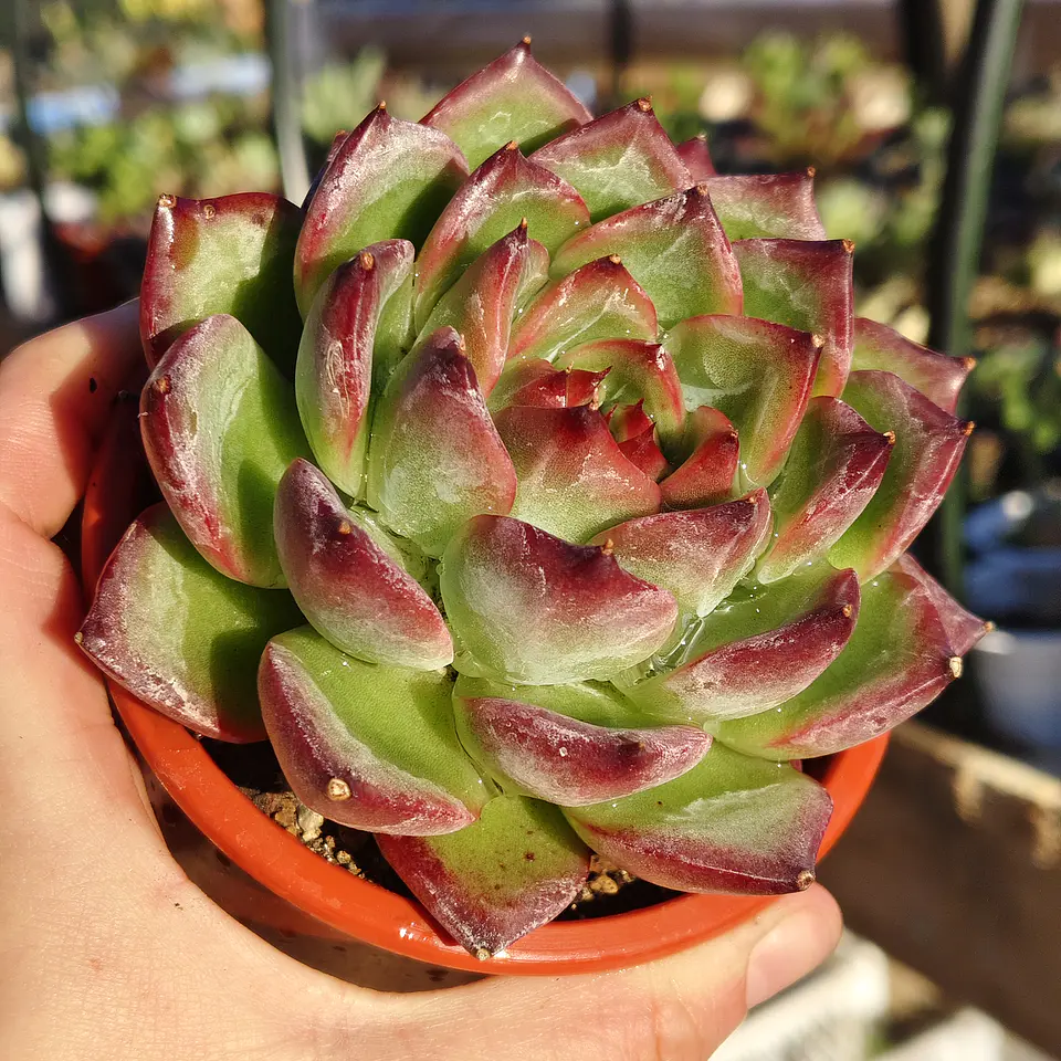 Echeveria Firepillar  4