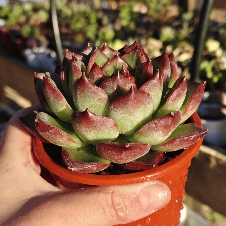 Echeveria Firepillar  5