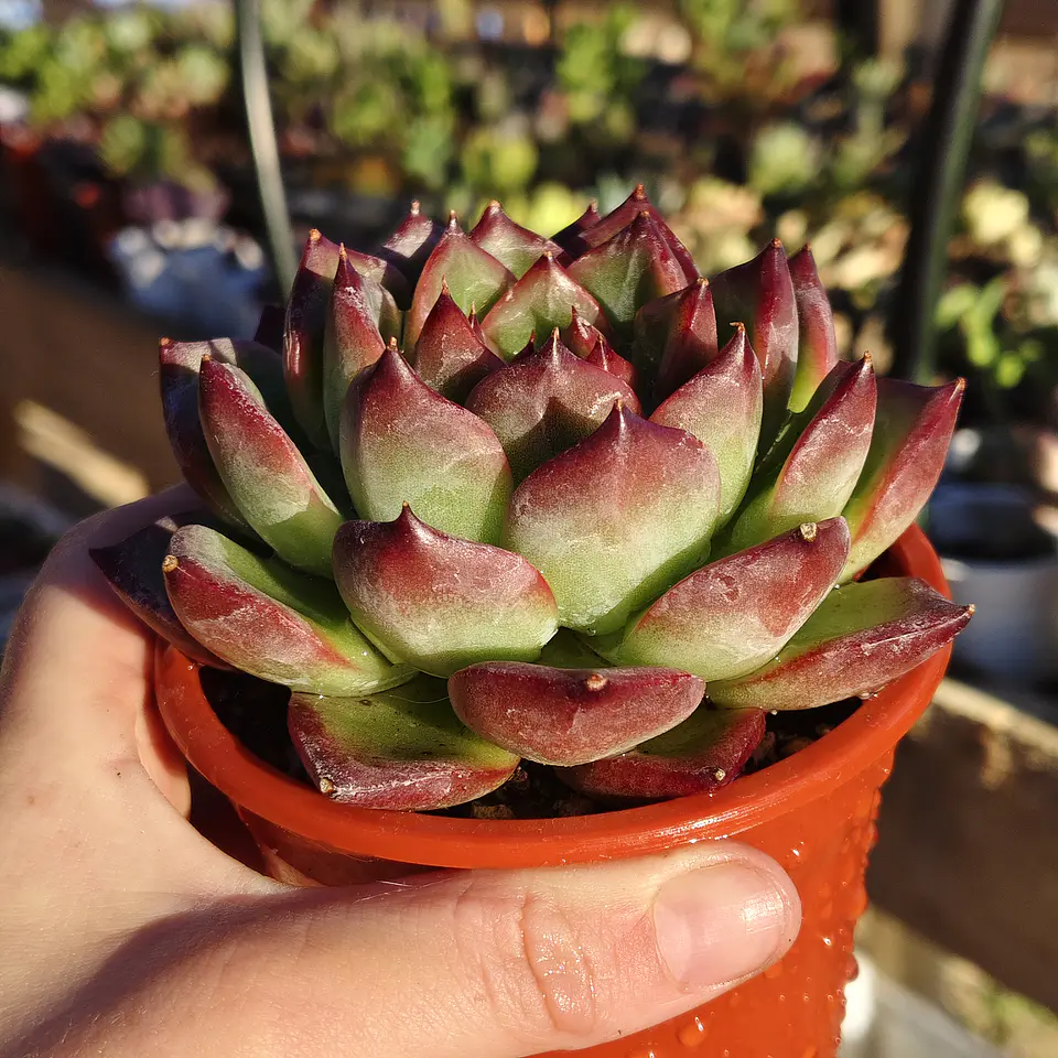 Echeveria Firepillar  5