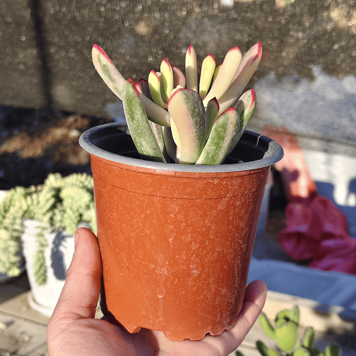 Cotyledon Orbiculata Flanaganii Variegada  4