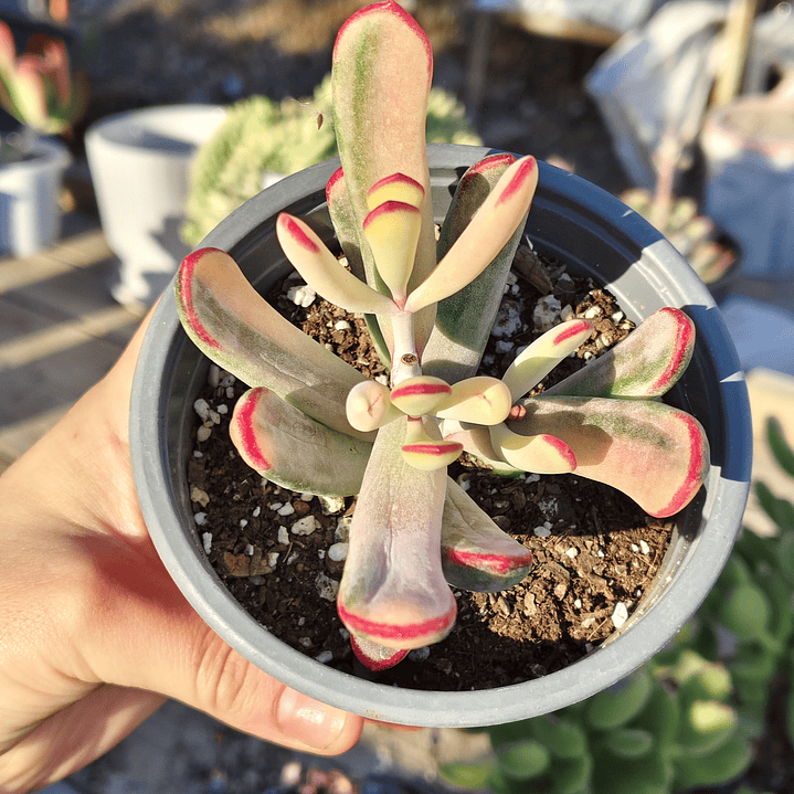 Cotyledon Orbiculata Flanaganii Variegada  5