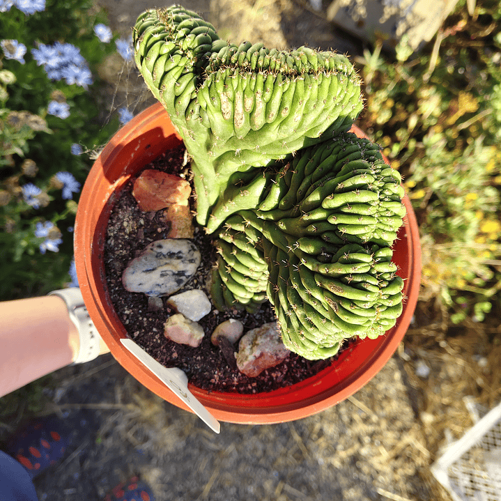 Echinopsis pachanoi Crestado (Cactus Cerebro) (San pedro crestado) 2