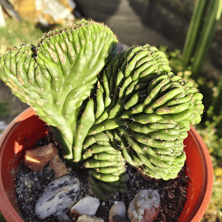 Echinopsis pachanoi Crestado (Cactus Cerebro) (San pedro crestado) 3