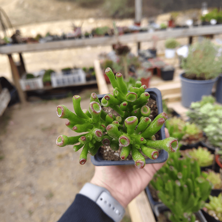 Crassula Ovata Gollum (Oreja de Shrek) 6
