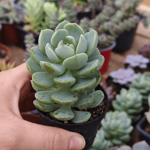 Sedeveria Spring Jade