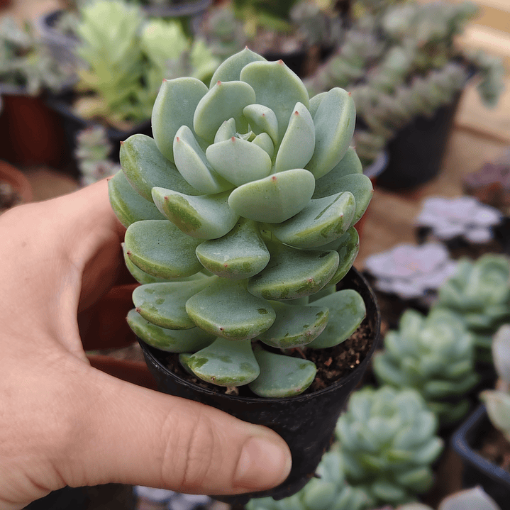 Sedeveria Spring Jade 2