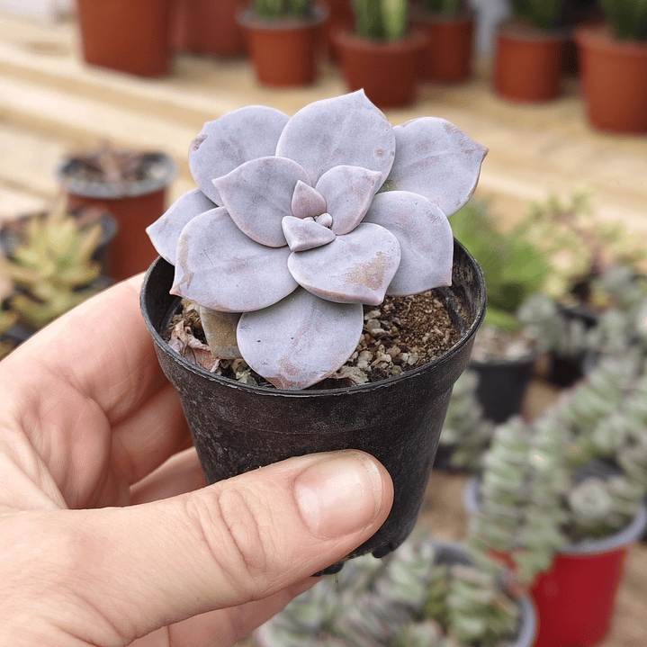 Graptopetalum Superbum 2