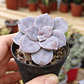 Graptopetalum Superbum - Miniatura 3
