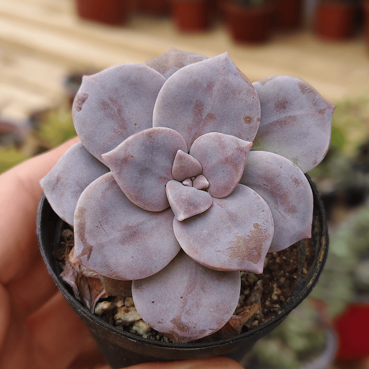 Graptopetalum Superbum 4