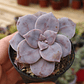 Graptopetalum Superbum - Miniatura 4