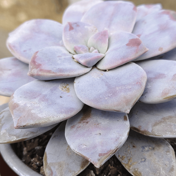 Graptopetalum Superbum 7