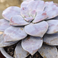 Graptopetalum Superbum - Miniatura 7