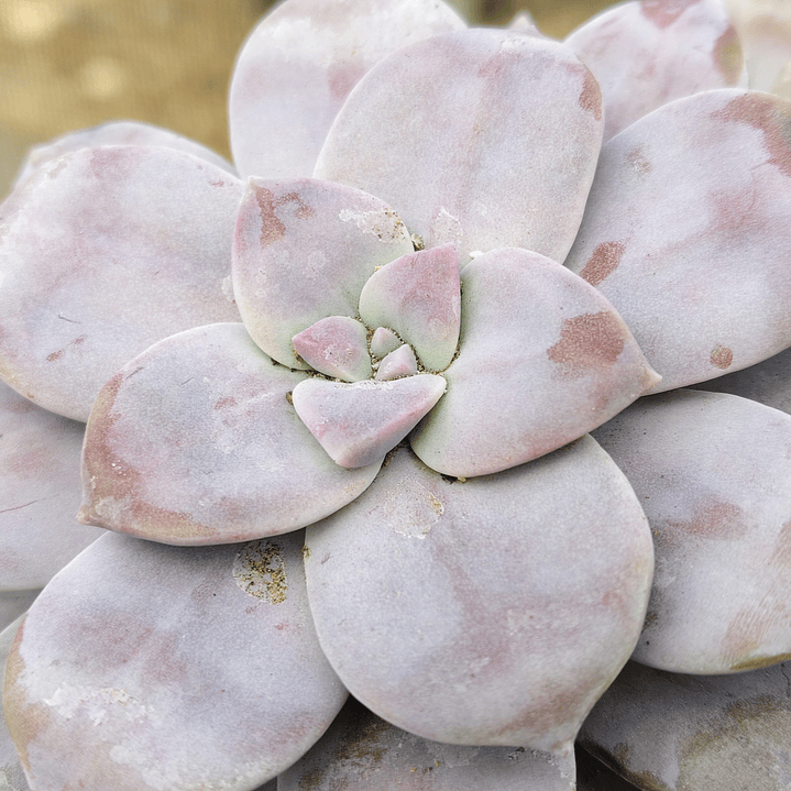 Graptopetalum Superbum 6