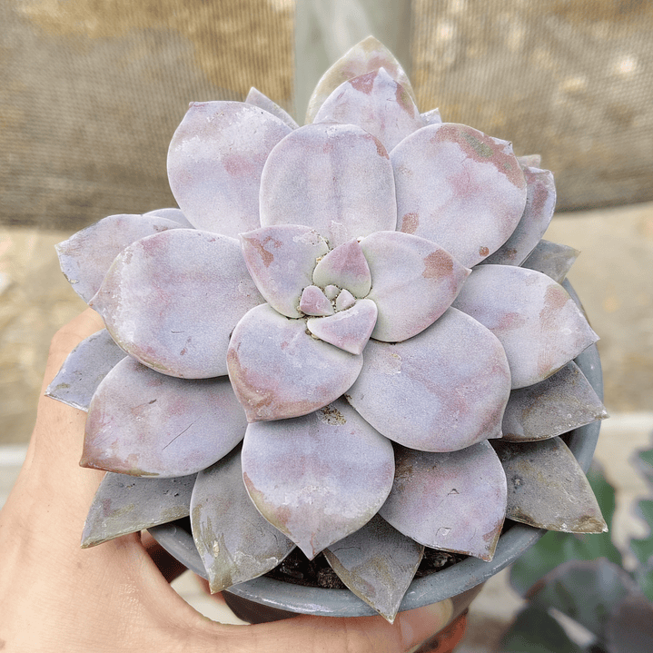Graptopetalum Superbum 1
