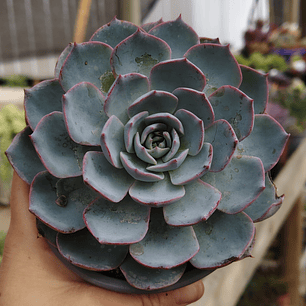 Echeveria Morning Beauty