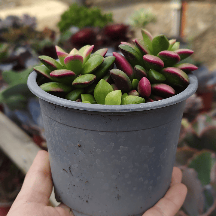 Anacampseros Rufescens 