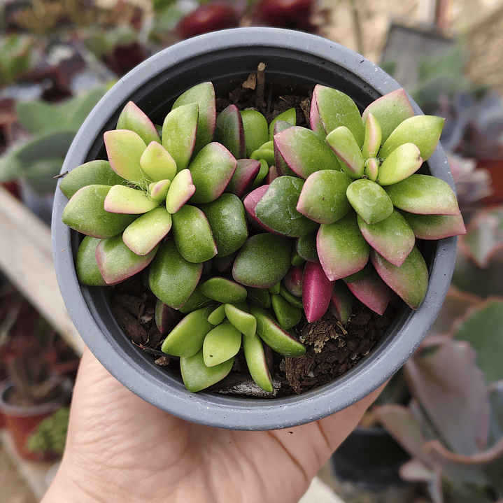 Anacampseros Rufescens 