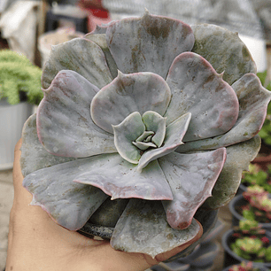 Echeveria Lilacina Marble