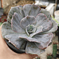 Echeveria Lilacina Marble - Miniatura 2