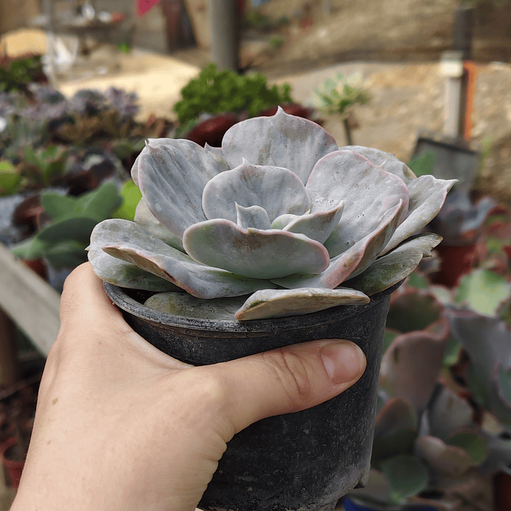Echeveria Lilacina Marble 3