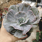 Echeveria Lilacina Marble - Miniatura 4