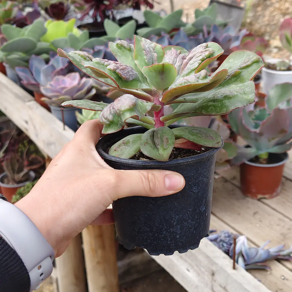Echeveria Baron Bold 2