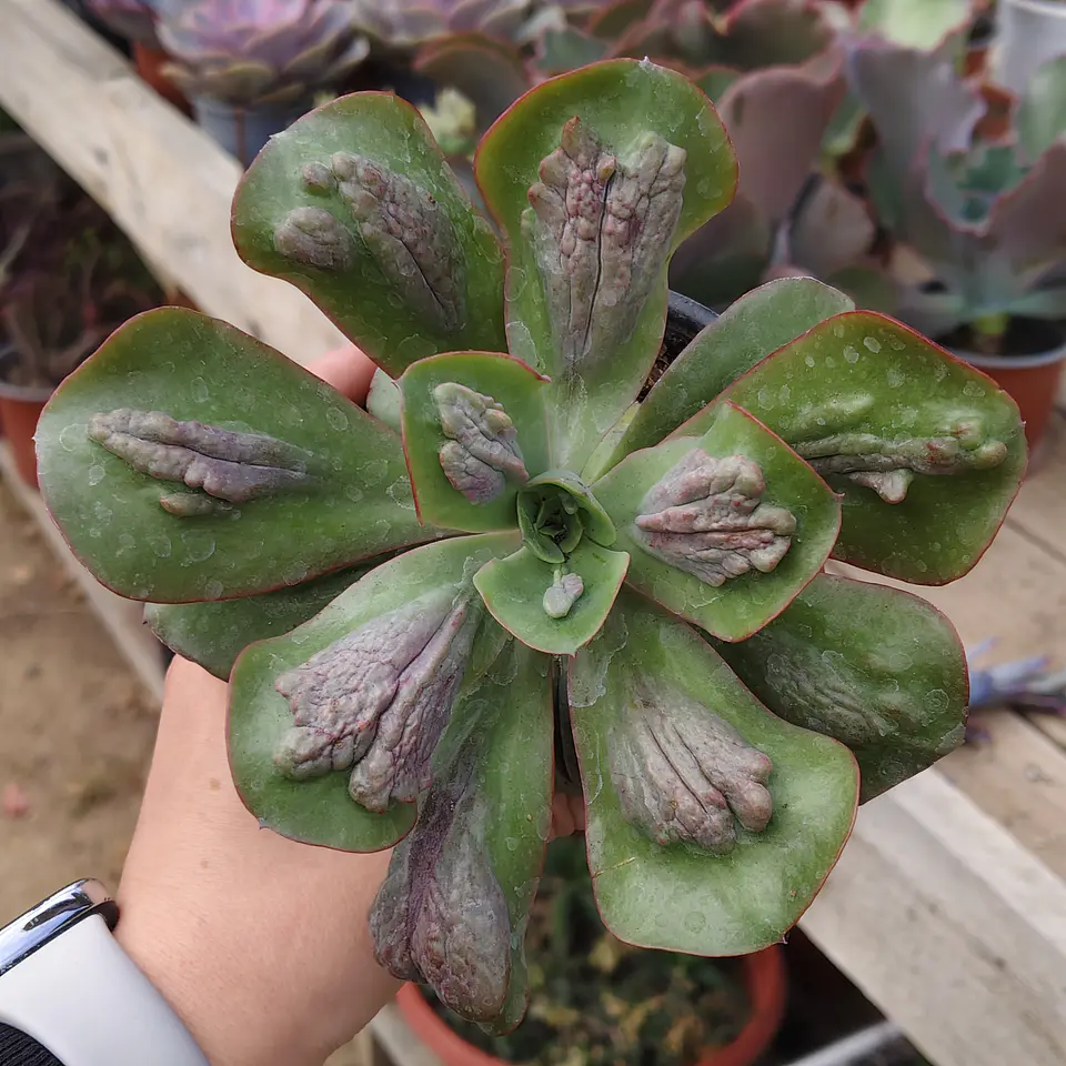 Echeveria Baron Bold 1