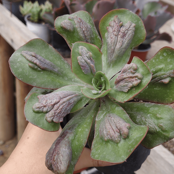 Echeveria Baron Bold 3