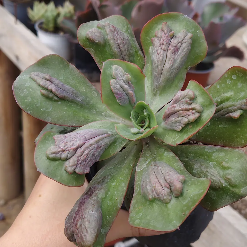 Echeveria Baron Bold 3