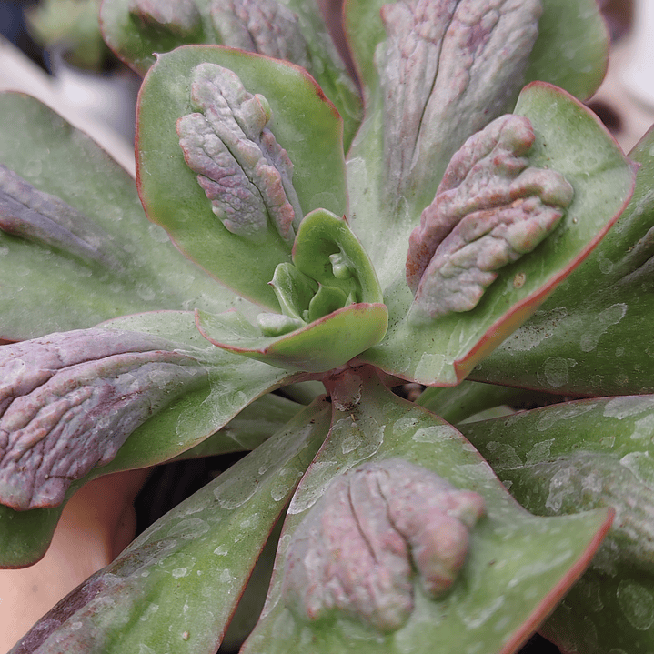 Echeveria Baron Bold 4