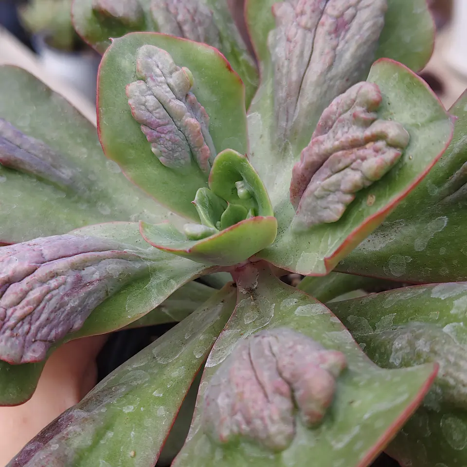 Echeveria Baron Bold 4