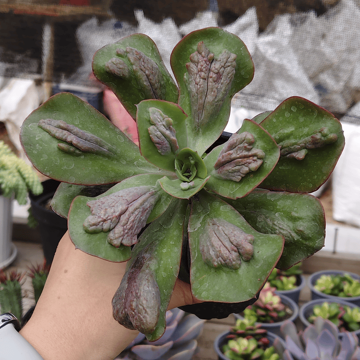 Echeveria Baron Bold 5