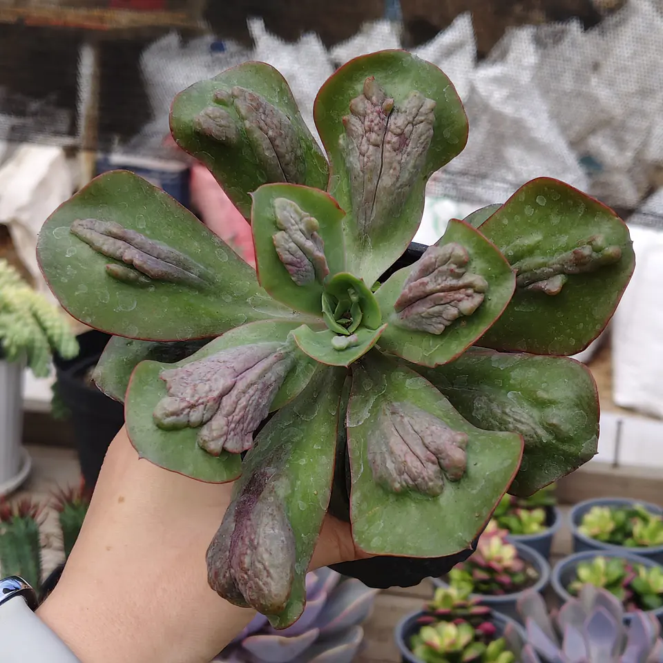 Echeveria Baron Bold 5