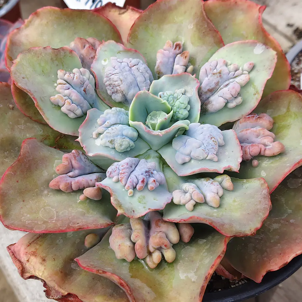 Echeveria Corazon 1
