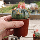 Ferocactus macrodiscus - Miniatura 2