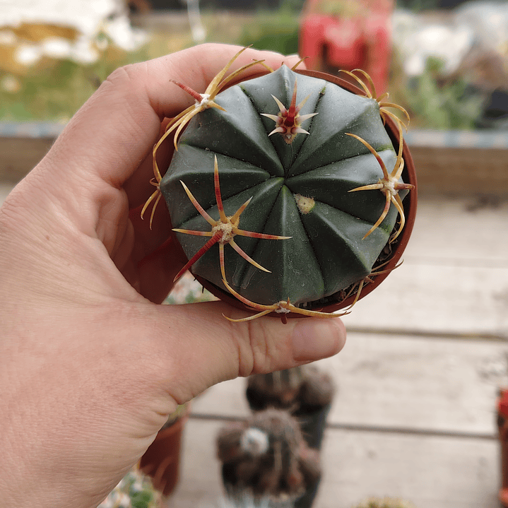 Ferocactus macrodiscus 3