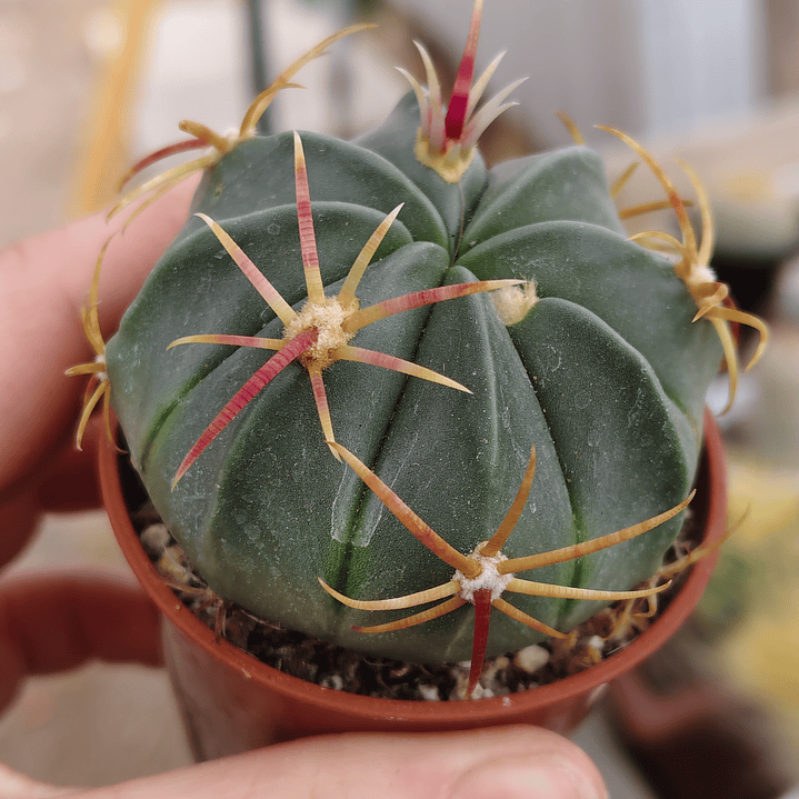 Ferocactus macrodiscus 4