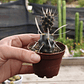 Tephrocactus articulatus var. papyracanthus - Miniatura 1