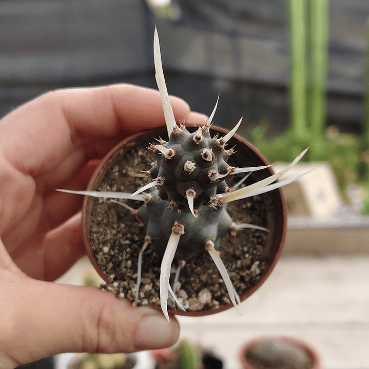 Tephrocactus articulatus var. papyracanthus 2