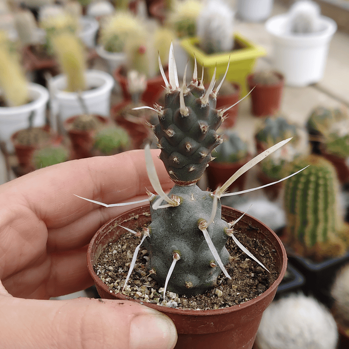 Tephrocactus articulatus var. papyracanthus 3