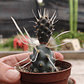 Tephrocactus articulatus var. papyracanthus - Miniatura 4