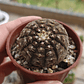 Gymnocalycium Ragonosei - Miniatura 1