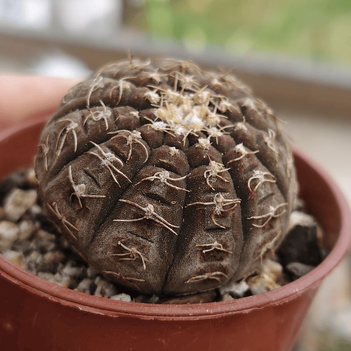 Gymnocalycium Ragonosei 3