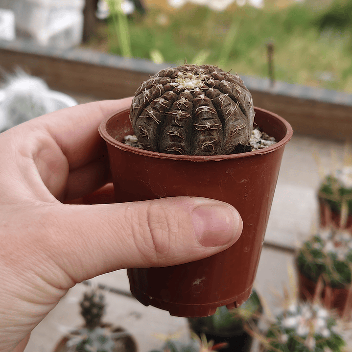 Gymnocalycium Ragonosei 4