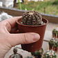 Gymnocalycium Ragonosei - Miniatura 4