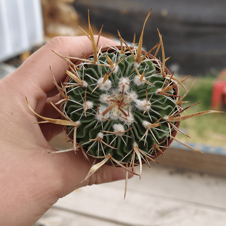 Stenocactus Multicostatus  3