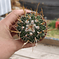 Stenocactus Multicostatus  - Miniatura 3
