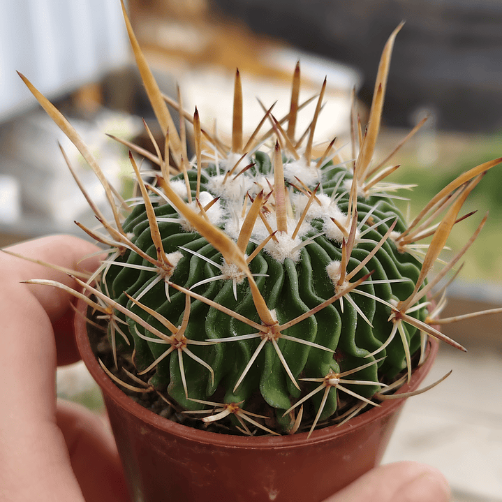 Stenocactus Multicostatus  1