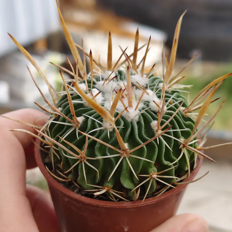 Stenocactus Multicostatus  1