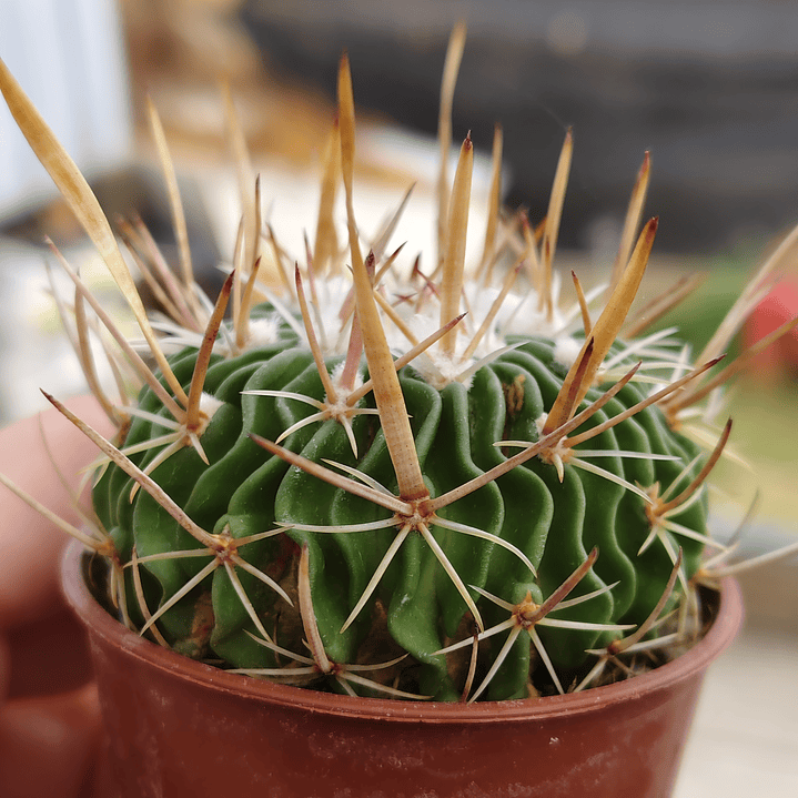 Stenocactus Multicostatus  2
